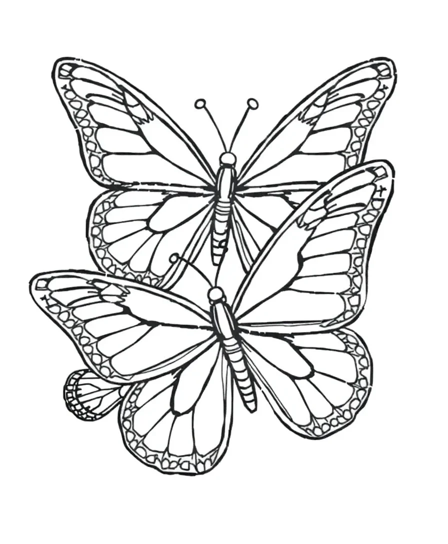 Line art of butterflies with intricate wing designs