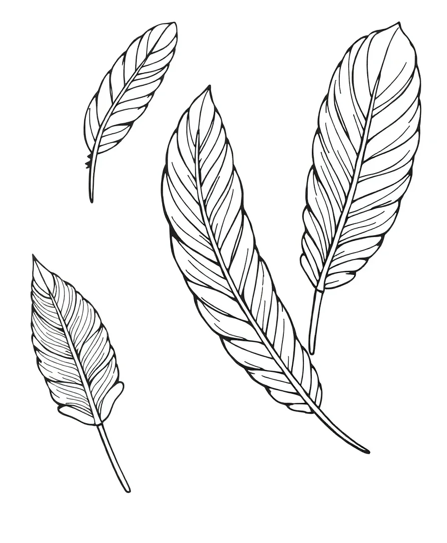 Line art of feathers with detailed patterns