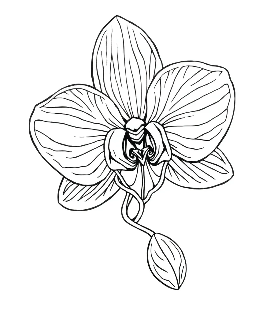 Elegant Orchid