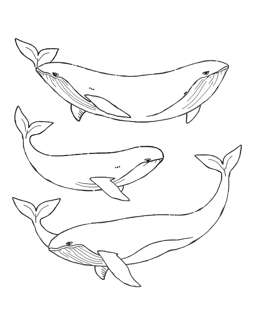 Whimsical Whales